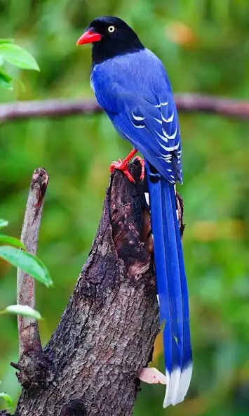 Play Blue Magpie Birds Sounds  and enjoy Blue Magpie Birds Sounds with UptoPlay