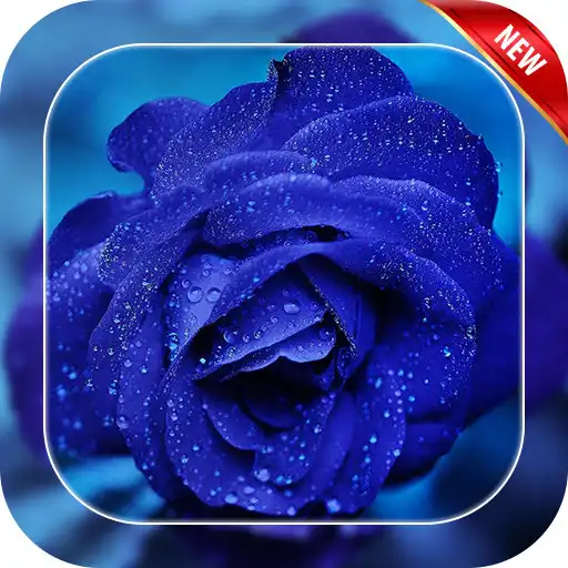 Free play online Blue Rose Live Wallpaper APK