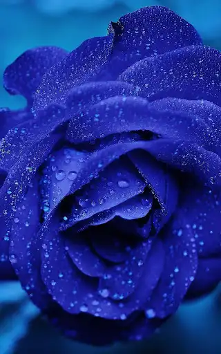 Play Blue Rose Live Wallpaper