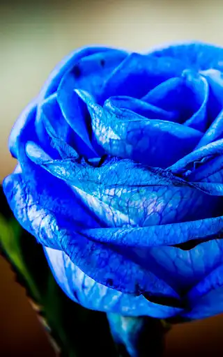 Play Blue Rose Live Wallpaper