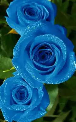 Play Blue Rose Live Wallpaper