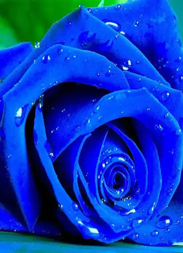 Play APK Blue Rose Wallpaper  and enjoy Blue Rose Wallpaper with UptoPlay com.besthd.lanseyj