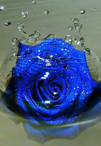 Play APK Blue Rose Wallpaper  and enjoy Blue Rose Wallpaper with UptoPlay com.besthd.lanseyj
