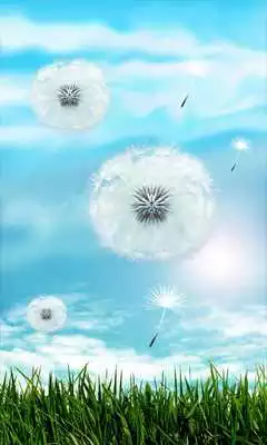 Play Blue Sky Dandelion HD