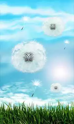 Play Blue Sky Dandelion HD