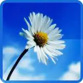 Free play online Blue Sky Flowers Wallpaper APK