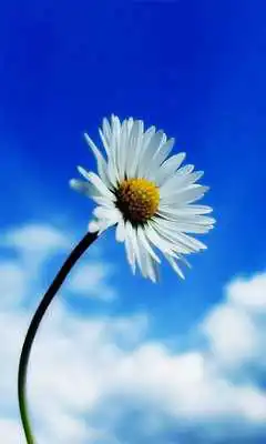 Play Blue Sky Flowers Wallpaper