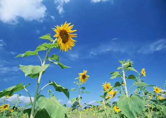 Play Blue Sky Flowers Wallpaper