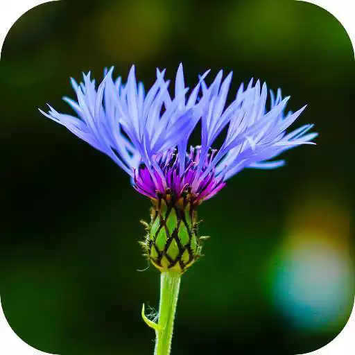 Play Blur Image - DSLR focus effect APK Play Blur Image - DSLR focus effect APK