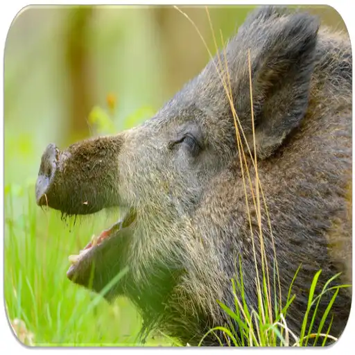 Free play online Boar Sounds APK