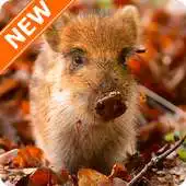 Free play online Boar Wallpapers HD APK Free play online Boar Wallpapers HD APK