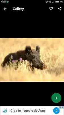 Play Boar Wallpapers HD