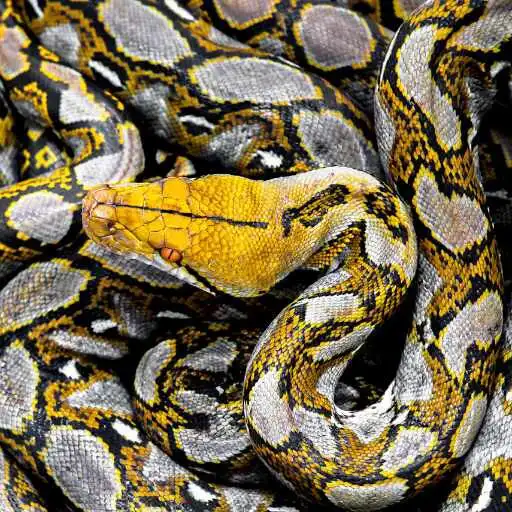 Play boa snake Wallpaper APK