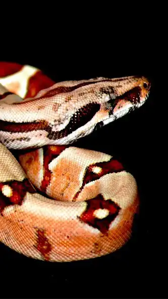 Play boa snake Wallpaper  and enjoy boa snake Wallpaper with UptoPlay