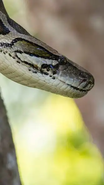 Play boa snake Wallpaper as an online game boa snake Wallpaper with UptoPlay