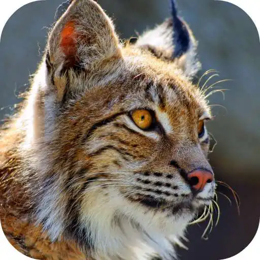 Free play online Bobcat Sounds APK Free play online Bobcat Sounds APK