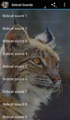 Play Bobcat Sounds
