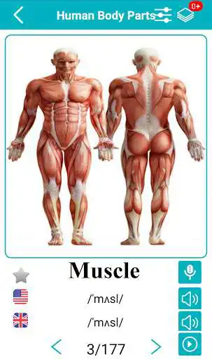 Play Body Parts Name and Pictures  and enjoy Body Parts Name and Pictures with UptoPlay