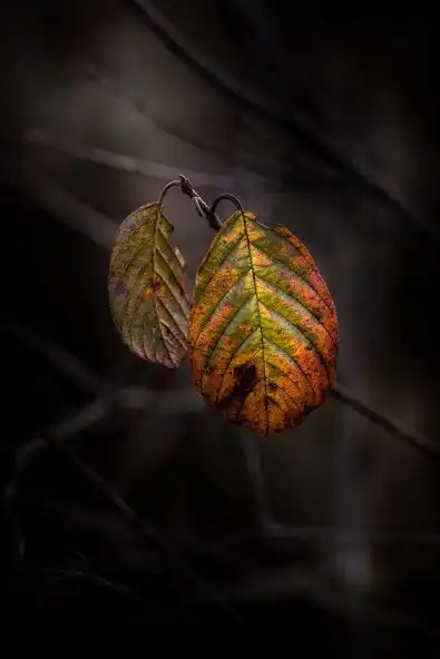 Play Bokeh Video Wallpaper as an online game online Bokeh Video Wallpaper with UptoPlay Play Bokeh Video Wallpaper as an online game Bokeh Video Wallpaper with UptoPlay