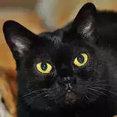 Free play online Bombay Cats Jigsaw Puzzles APK Free play online Bombay Cats Jigsaw Puzzles APK