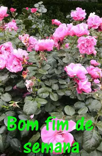 Play Bom fim de semana  and enjoy Bom fim de semana with UptoPlay