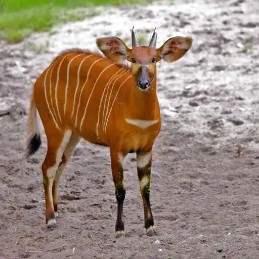 Play Bongo Wallpaper APK