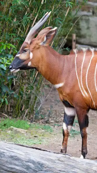 Play Bongo Wallpaper and enjoy Bongo Wallpaper with UptoPlay Play Bongo Wallpaper and enjoy Bongo Wallpaper with UptoPlay