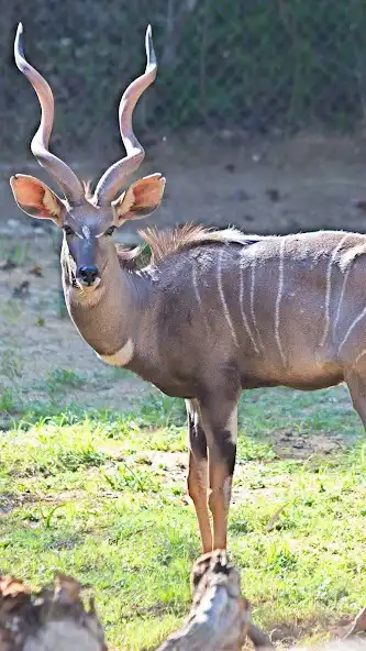 Play Bongo Wallpaper as an online game online Bongo Wallpaper with UptoPlay Play Bongo Wallpaper as an online game Bongo Wallpaper with UptoPlay