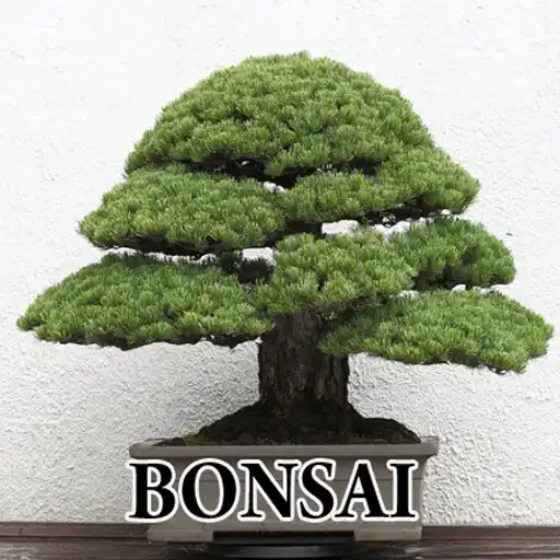 Play Bonsai Designs  and enjoy Bonsai Designs with UptoPlay