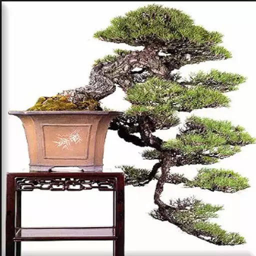 Play Bonsai flower model APK Play Bonsai flower model APK