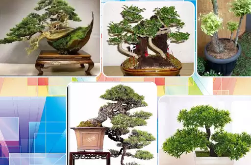 Play Bonsai flower model as an online game Bonsai flower model with UptoPlay