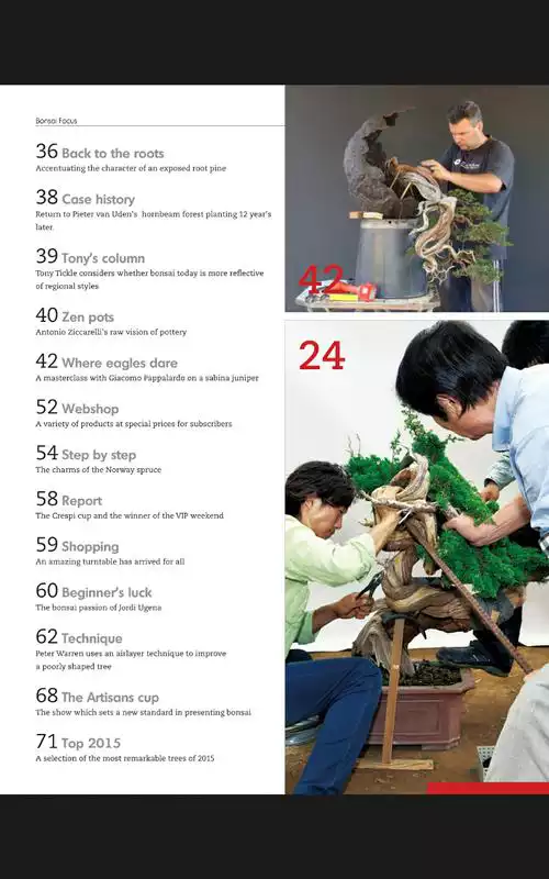 Play Bonsai Focus