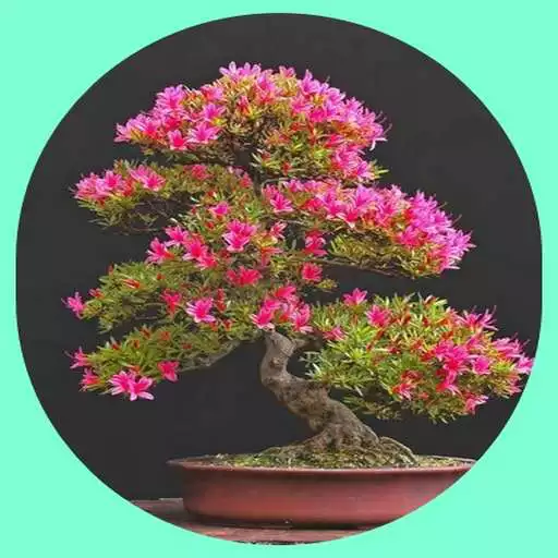 Play Bonsai plants APK