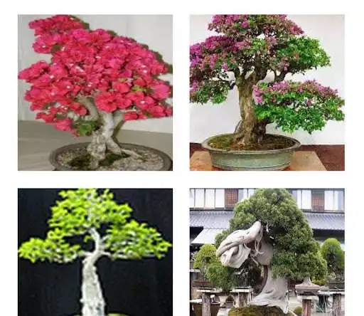 Play Bonsai plants and enjoy Bonsai plants with UptoPlay Play Bonsai plants and enjoy Bonsai plants with UptoPlay