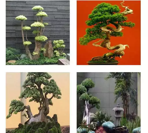Play Bonsai plants as an online game online Bonsai plants with UptoPlay com.Midun.Bonsaiplants Play Bonsai plants as an online game Bonsai plants with UptoPlay