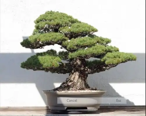 Play bonsai tree types and enjoy bonsai tree types with UptoPlay Play bonsai tree types and enjoy bonsai tree types with UptoPlay