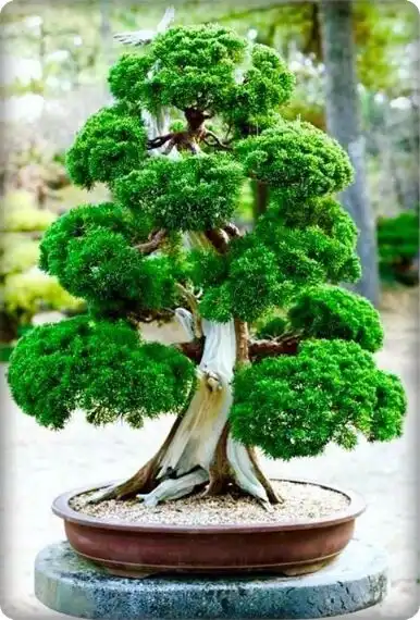 Play Bonsai Tree Wallpapers  and enjoy Bonsai Tree Wallpapers with UptoPlay