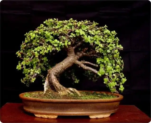 Play Bonsai Tree Wallpapers as an online game Bonsai Tree Wallpapers with UptoPlay