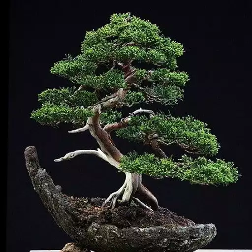 Play Bonsai Wallpaper APK