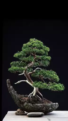 Play Bonsai Wallpaper and enjoy Bonsai Wallpaper with UptoPlay Play Bonsai Wallpaper and enjoy Bonsai Wallpaper with UptoPlay