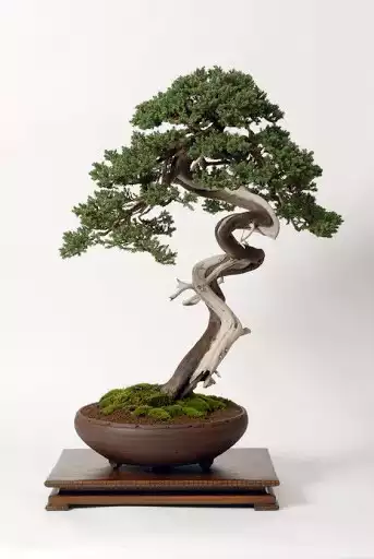 Play Bonsai Wallpaper as an online game online Bonsai Wallpaper with UptoPlay Play Bonsai Wallpaper as an online game Bonsai Wallpaper with UptoPlay