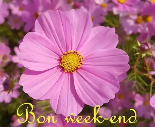 Play Bon week-end as an online game Bon week-end with UptoPlay