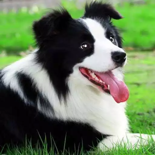 Play Border Collie Simulator APK Play Border Collie Simulator APK