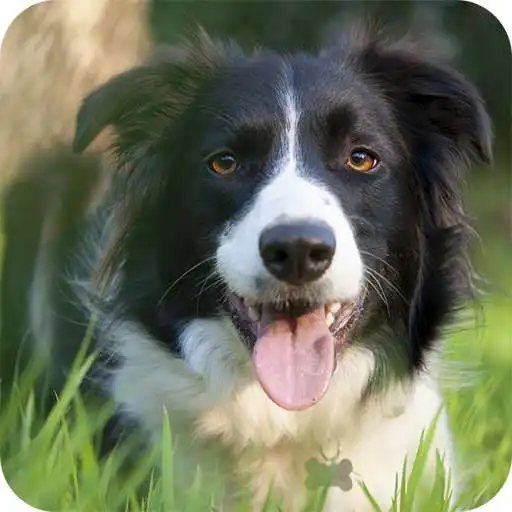 Run free android online Border Collie Wallpaper APK Run free android online Border Collie Wallpaper APK