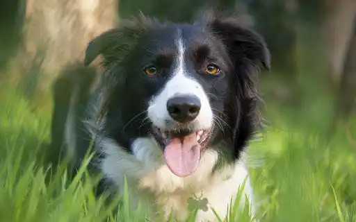 Play APK Border Collie Wallpaper  and enjoy Border Collie Wallpaper with UptoPlay com.awesomewallpaper.bjmyq919
