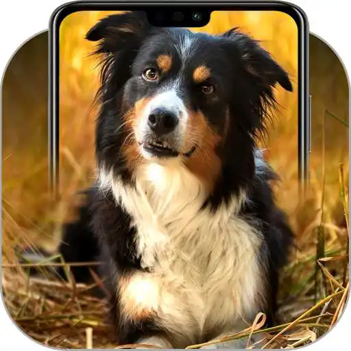 Free play online Border Collie Wallpapers APK