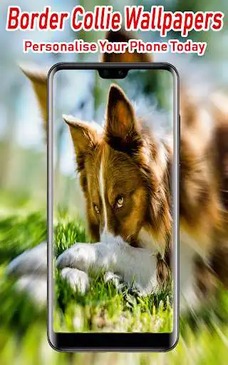 Play Border Collie Wallpapers