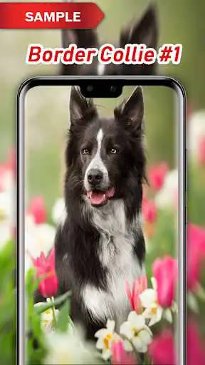Play Border Collie Wallpapers