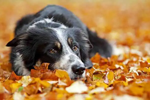 Play Border Collie Wallpapers