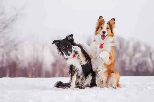 Play Border Collie Wallpapers